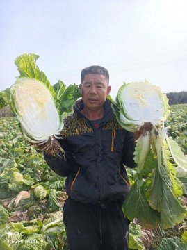 <b>团购助农大白菜，温暖传递，青岛正阳心理医院邀您共同搭把手</b>
